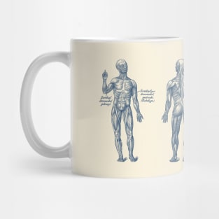 Arm Muscular System - Dual View - German Diagram - Vintage Anatomy Mug